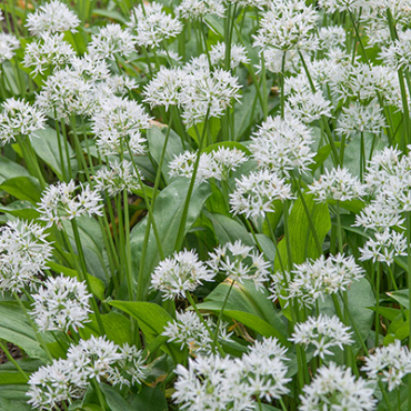 X 100 ALLIUM URSINUM I