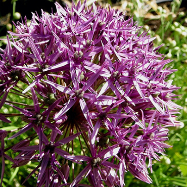 X 100 ALLIUM VIOLET BEAUTY 12/+