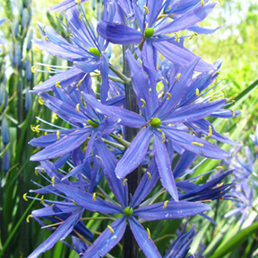 X 100 CAMASSIA LEICHTLINII CAERULEA 14/+