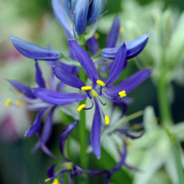 X 100 CAMASSIA QUAMASH (ESCULENTA)  6/+