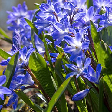 X 100 CHIONODOXA FORBESII BLUE GIANT 5/+