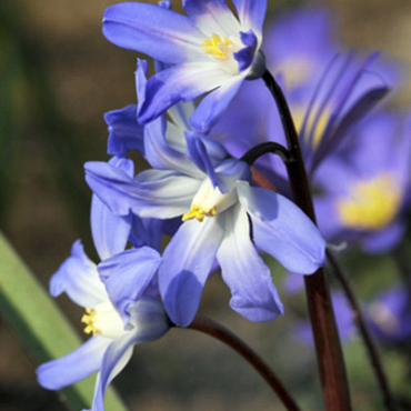 X 100 CHIONODOXA LUCILIAE 5/+