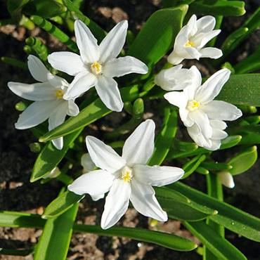 X 100 CHIONODOXA LUCILIAE ALBA 5/+