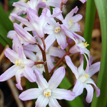 X 100 CHIONODOXA PINK GIANT 5/6