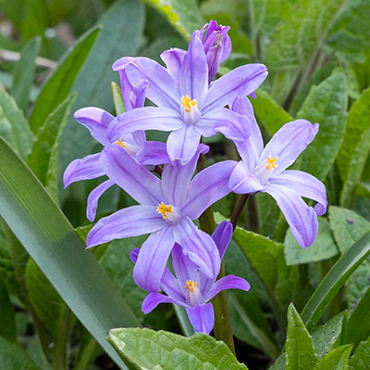 X 100 CHIONODOXA VIOLET BEAUTY 5/+