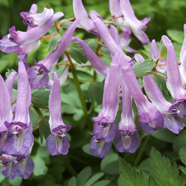 X 100 CORYDALIS SOLIDA PURPLE BIRD 6/+