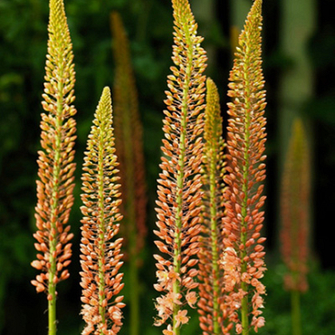 X   10 EREMURUS RUITER HYBR CLEOPATRA I