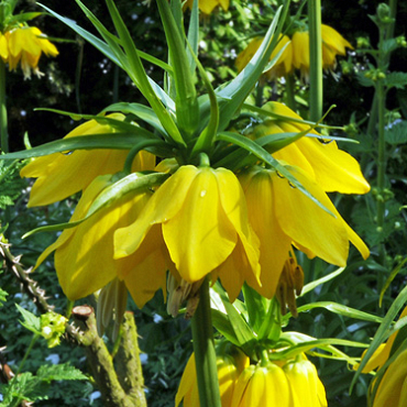 X   25 FRITILLARIA IMP. MAXIMA LUTEA 24/+