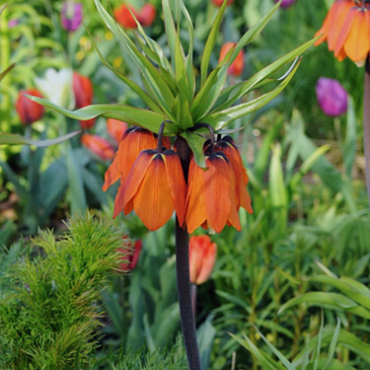 X   25 FRITILLARIA IMP. AURORA 24/+