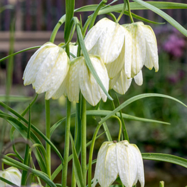 X 100 FRITILLARIA MELEAGRIS ALBA 5/+