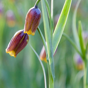 X 100 FRITILLARIA SPECIES UVA-VULPIS  6/7