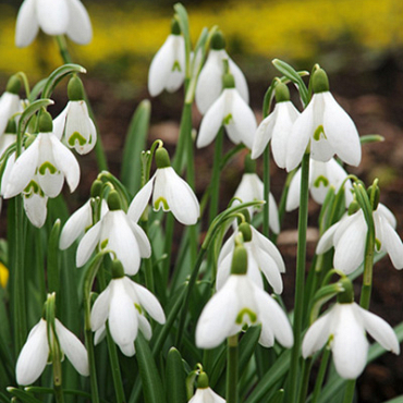 X 100 GALANTHUS ELWESII 6/7