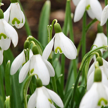 X 100 GALANTHUS NIVALIS 5/6