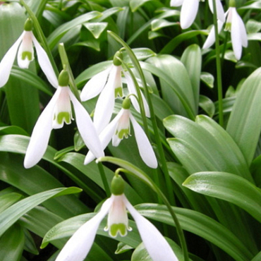 X 250 GALANTHUS WORONOWII 6/7