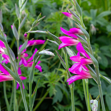 X 100 GLADIOLUS BYZANTINUS 6/+