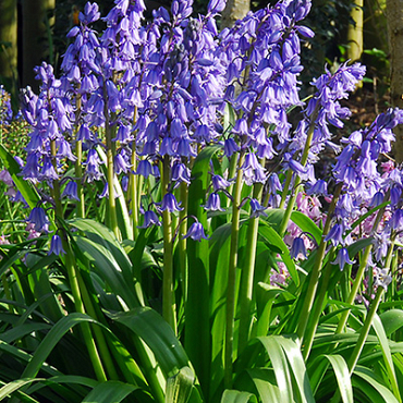 X 100 HYACINTHOIDES HISPANICA EXCELSIOR 10/+