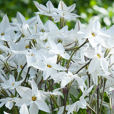 X 100 IPHEION UNIFLORUM 4/+