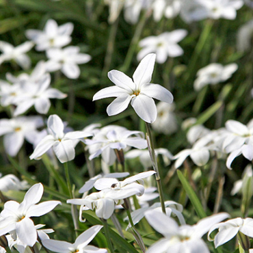 X 100 IPHEION UNIFLORUM ALBERTO CASTILLO 5/+