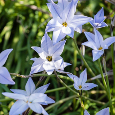 X 100 IPHEION UNIFLORUM WISLEY BLUE 4/+