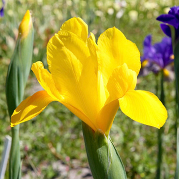 X 100 IRIS HOLLANDICA ROYAL YELLOW 7/8