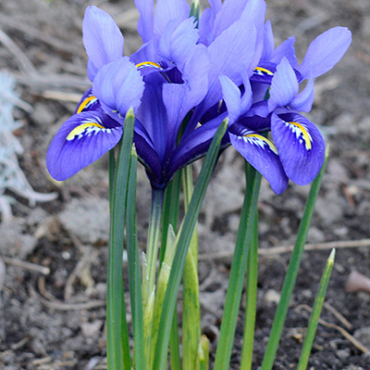 X 100 IRIS RETICULATA HARMONY 6/+