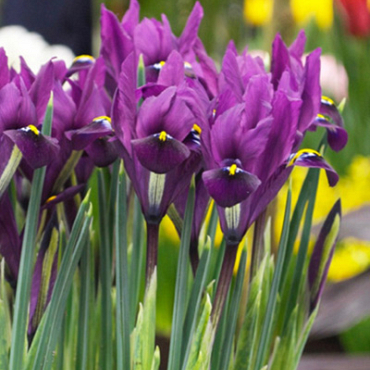 X 100 IRIS RETICULATA J.S. DIJT 6/+