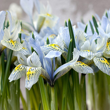 X 100 IRIS SPECIES KATHARINE HODGKIN 6/+