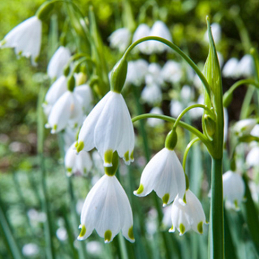 X 100 LEUCOJUM AESTIVUM 10/12