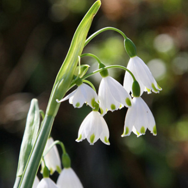 X 100 LEUCOJUM AESTIVUM GRAVETYE GIANT 12/14