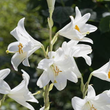 X   25 LILIUM CANDIDUM 18/20