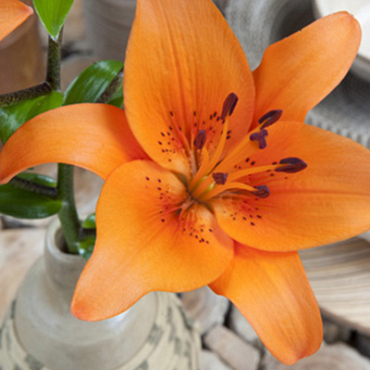 X   50 LILIUM AZIATISCH ORANJE 16/18