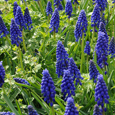 X 100 MUSCARI ARMENIACUM 10/+