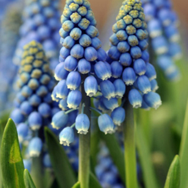 X 100 MUSCARI AUCHERI BLUE MAGIC 8/9