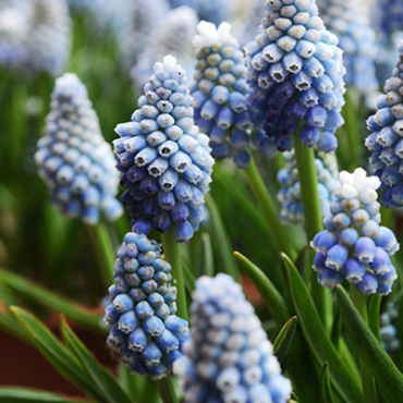 X 100 MUSCARI AUCHERI OCEAN MAGIC 7/8