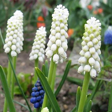 X 100 MUSCARI BOTRYOIDES ALBUM 6/+