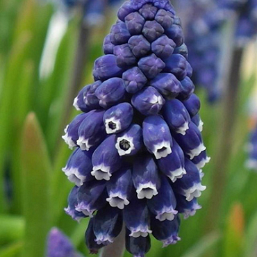 X 100 MUSCARI JOYCE SPIRIT 7/8