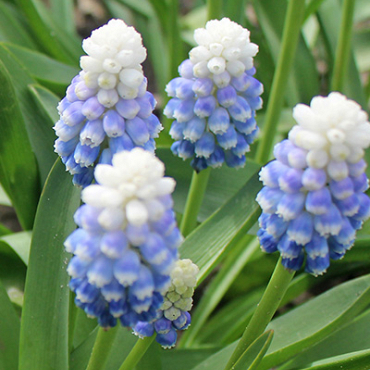 X 100 MUSCARI MOUNTAIN LADY 7/8