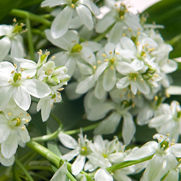 X 100 ORNITHOGALUM BALANSAE 6/+