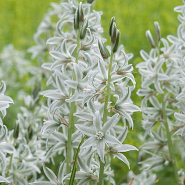 X 100 ORNITHOGALUM NUTANS 6/+