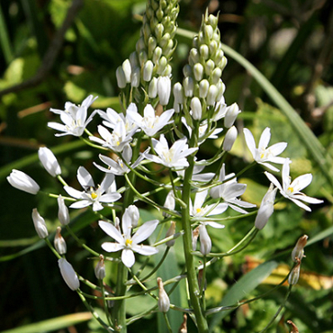 X   50 ORNITHOGALUM SOCHII 12/+