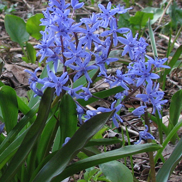X 100 SCILLA BIFOLIA 5/+