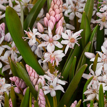 X 100 SCILLA BIFOLIA ROSEA 5/+