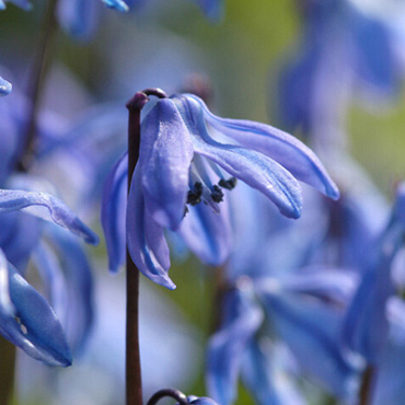 X 100 SCILLA SIBERICA 8/+