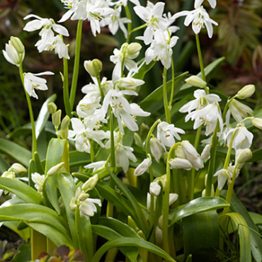 X 250 SCILLA SIBERICA ALBA 7/8