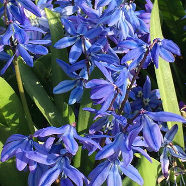 X 100 SCILLA SIBERICA SPRING BEAUTY 8/9