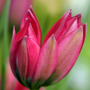 X 250 TULIPA LITTLE BEAUTY 6/+