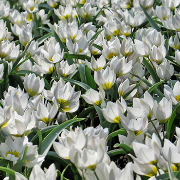 X 250 TULIPA POLYCHROMA 6/+