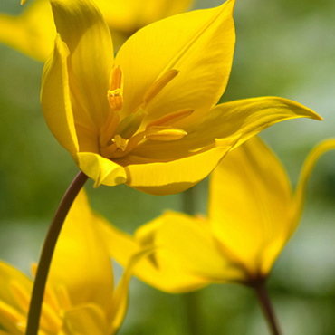 X 250 TULIPA SYLVESTRIS 6/+