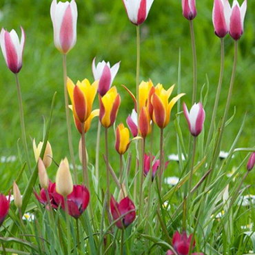 X 250 TULIPA BOTANISCH GEMENGD 6/+