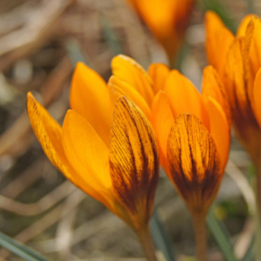 X 100 CROCUS ORANGE MONARCH 5/+